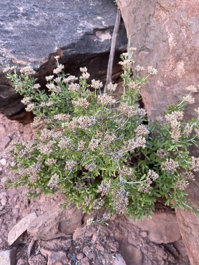 Fendlerella utahensis, photographed by Matt Berger