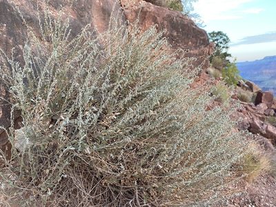 Artemisia bigelovii, photographed by Matt Berger