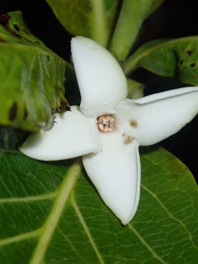 Alibertia edulis, photographed by Tsssss