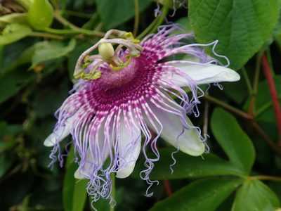 Passiflora cincinnata, photographed by Tsssss