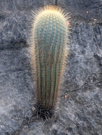 Coleocephalocereus neoestevesii, photographed by Tsssss