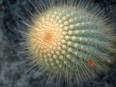 Coleocephalocereus neoestevesii, photographed by Tsssss