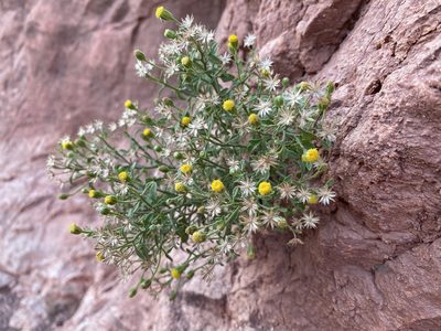 Perityle congesta, photographed by Matt Berger