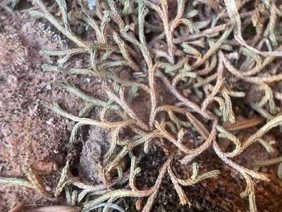 Selaginella mutica, photographed by Matt Berger