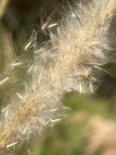 Imperata brevifolia, photographed by Matt Berger