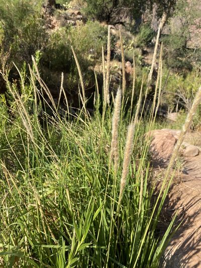 Imperata brevifolia, photographed by Matt Berger