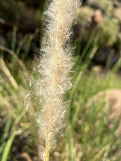 Imperata brevifolia, photographed by Matt Berger