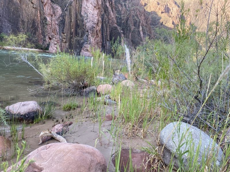 Imperata brevifolia, photographed by Matt Berger