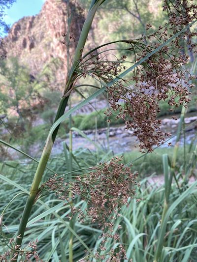 Cladium mariscus, photographed by Matt Berger