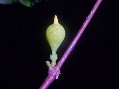 Mouriri tuberculata, photographed by Eduardo Chacón Madrigal