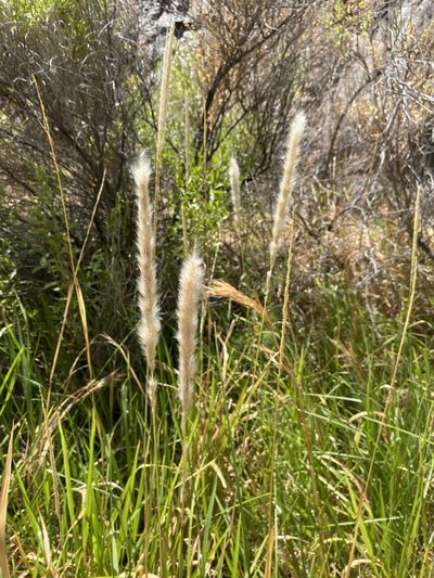 Imperata brevifolia, photographed by Matt Berger