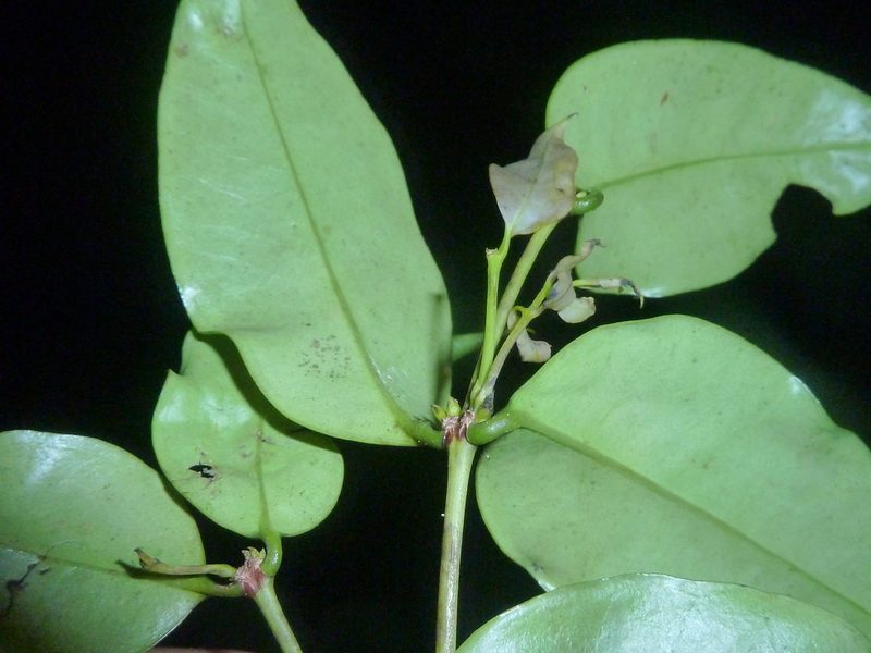Mouriri tuberculata, photographed by Eduardo Chacón Madrigal