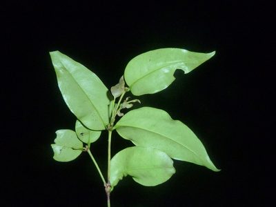 Mouriri tuberculata, photographed by Eduardo Chacón Madrigal