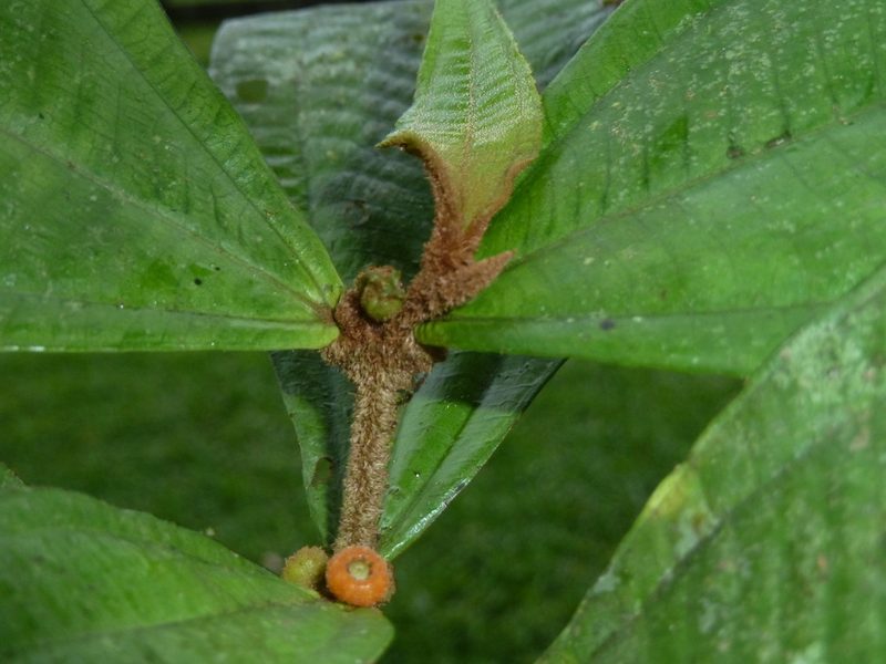 Miconia approximata, photographed by Eduardo Chacón Madrigal