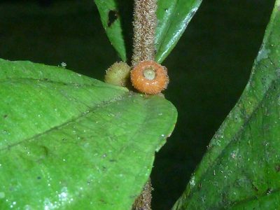 Miconia approximata, photographed by Eduardo Chacón Madrigal