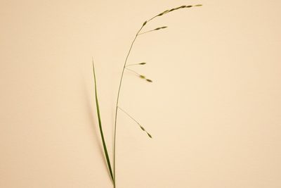 Patis racemosa, photographed by Owen Strickland