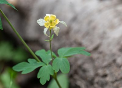 Aquilegia flavescens, photographed by Forest Botial-Jarvis