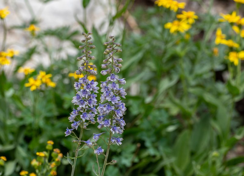 Delphinium occidentale, photographed by Forest Botial-Jarvis