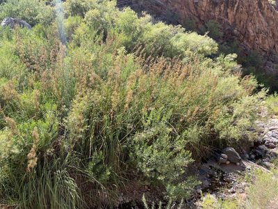Cladium mariscus