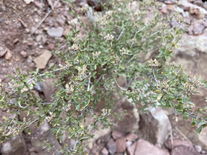 Fendlerella utahensis, photographed by Matt Berger