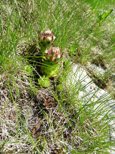 Sempervivum carpathicum, photographed by Grzegorz Grzejszczak