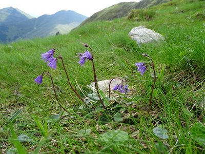 Soldanella carpatica, photographed by Grzegorz Grzejszczak