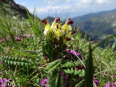 Pedicularis oederi, photographed by Grzegorz Grzejszczak