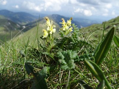 Pedicularis oederi, photographed by Grzegorz Grzejszczak