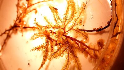 Plagiochila gigantea, photographed by Leon Perrie