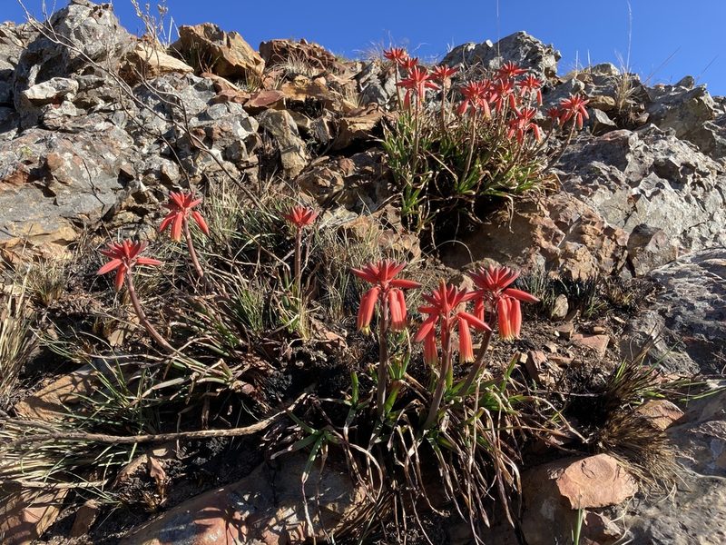 Aloe andersonii, photographed by katuchka
