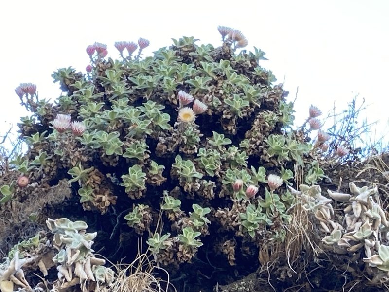 Helichrysum summo-montanum, photographed by katuchka
