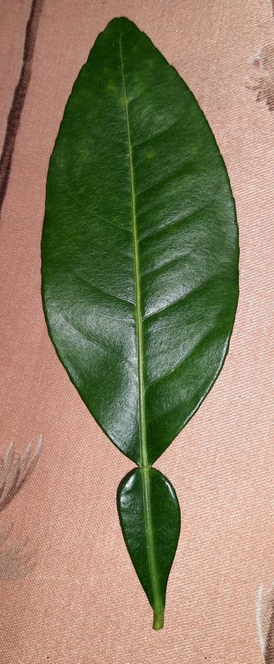 Citrus maxima, photographed by Bala Subramanian