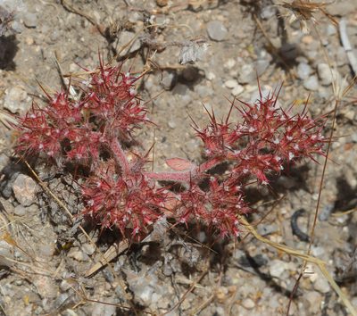 Chorizanthe uniaristata, photographed by Pinnacles National Park