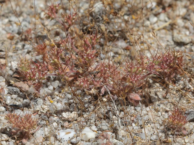 Chorizanthe uniaristata, photographed by Pinnacles National Park