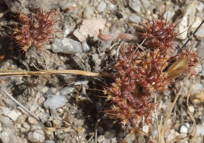 Chorizanthe uniaristata, photographed by Pinnacles National Park