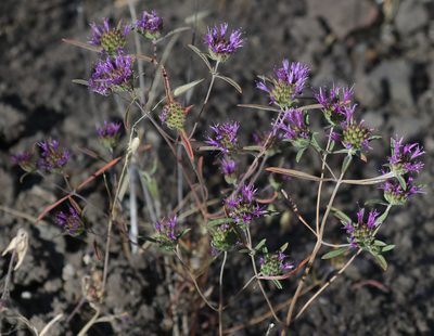 Monardella douglasii, photographed by Pinnacles National Park