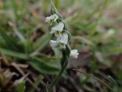 Spiranthes spiralis, photographed by Robert H. Wardell