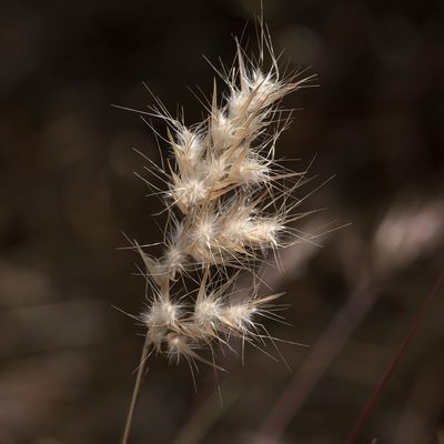 Rytidosperma setaceum, photographed by Kym Nicolson