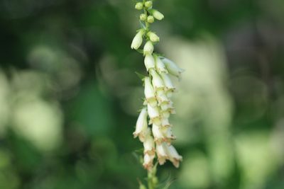 Digitalis lutea, photographed by Sylvain