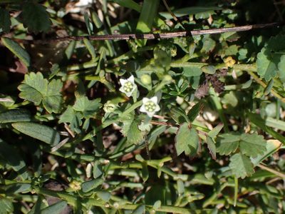 Thesium humifusum, photographed by Robert H. Wardell