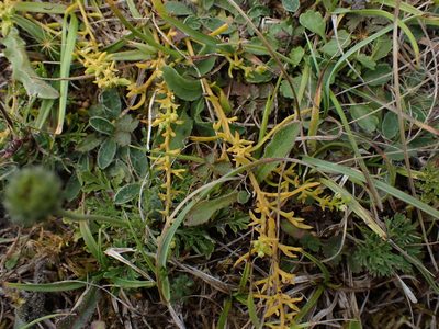 Thesium humifusum, photographed by Robert H. Wardell