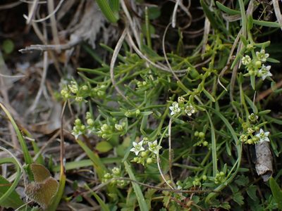 Thesium humifusum, photographed by Robert H. Wardell