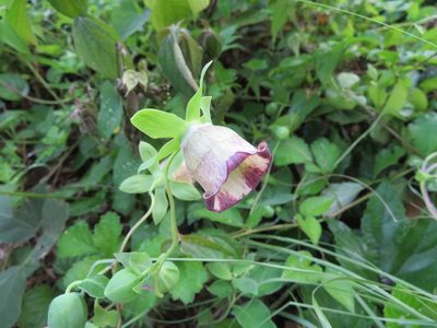 Codonopsis lanceolata, photographed by Marco Mussita