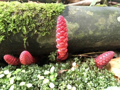 Balanophora laxiflora, photographed by 黃美滿