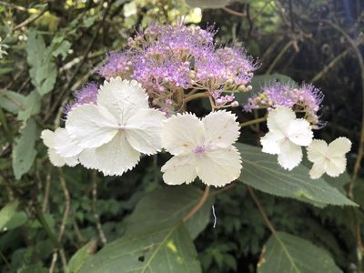 Hydrangea aspera, photographed by 黃美滿