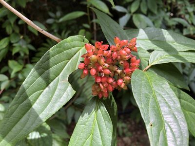 Viburnum urceolatum, photographed by 黃美滿