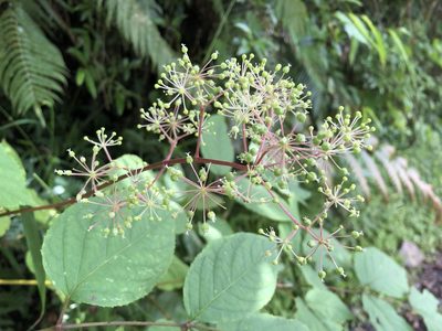 Aralia cordata, photographed by 黃美滿