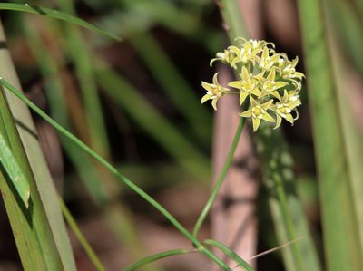 Funastrum angustifolium, photographed by Lauren McLaurin