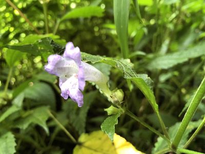 Strobilanthes formosana, photographed by 黃美滿