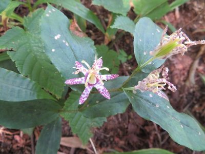 Tricyrtis affinis, photographed by Marco Mussita